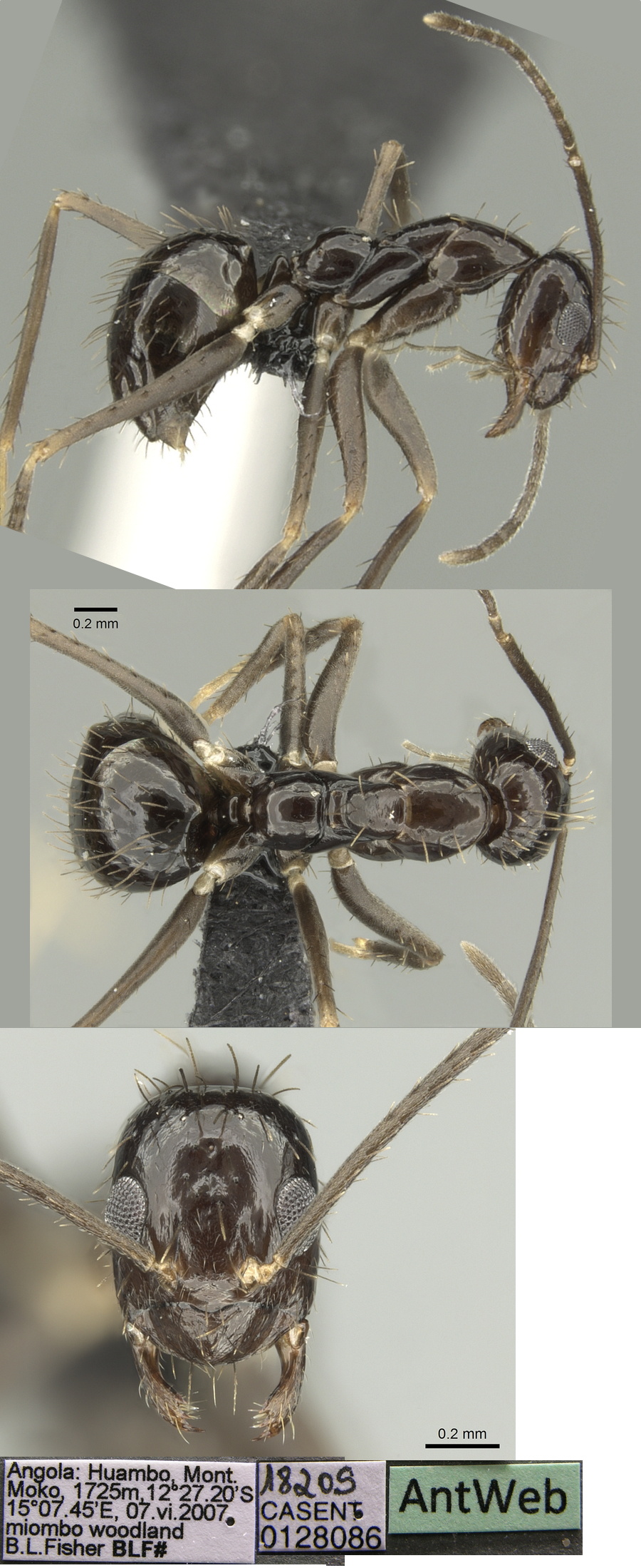 Paratrechina zanjensis