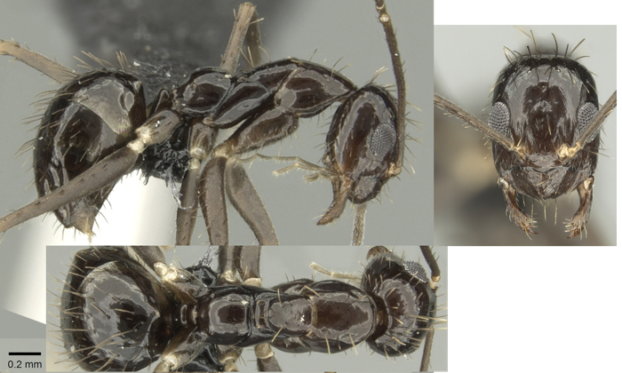 {Paratrechina zanjensis}