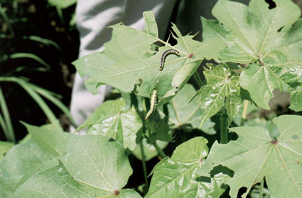 {Army worm Spodoptera exigua larvae}