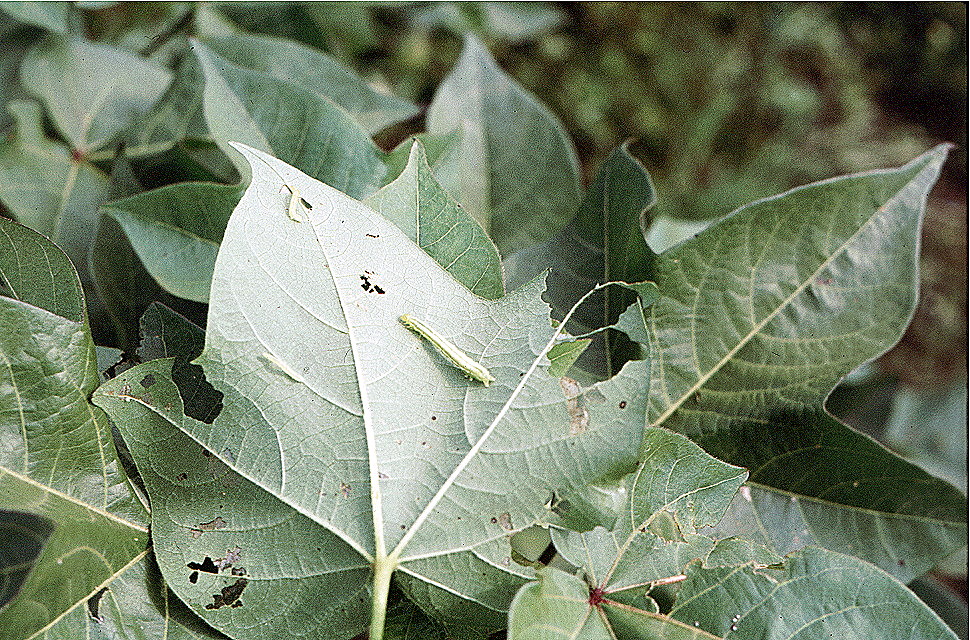 {Looper caterpillar}