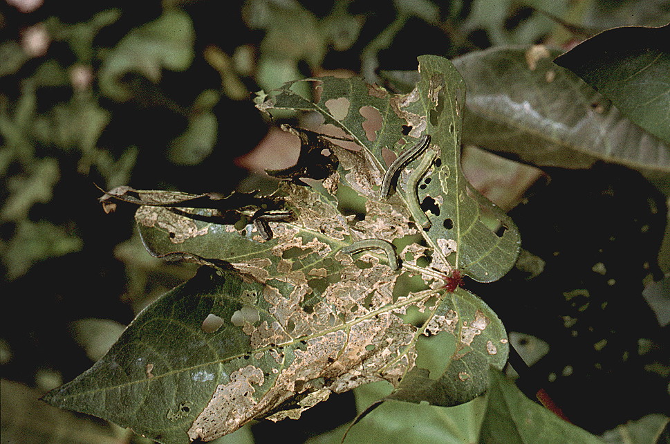 {Alabama caterpillar}
