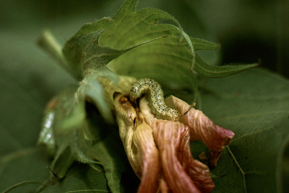 {Bollworm damage to flowers}