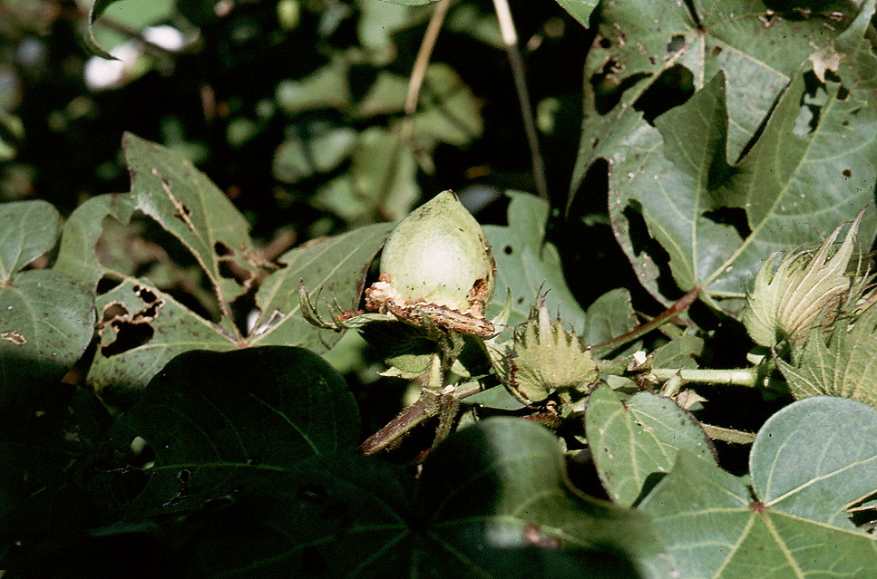 {bollworm damaged boll}