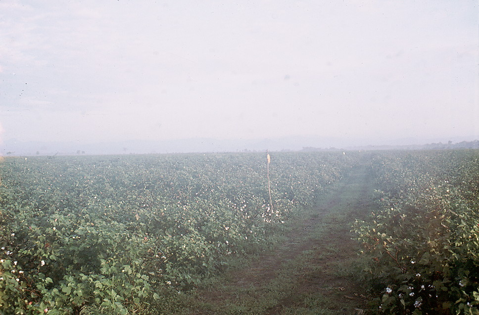 {field trials site - early morning mist}