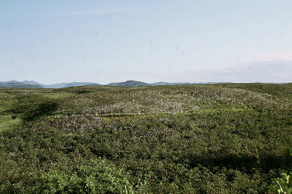{cotton field awaiting picking}