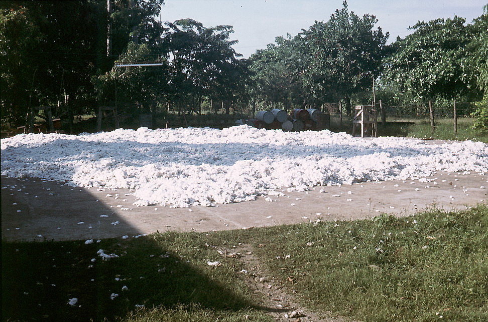 {cotton awaiting transport to the gin}