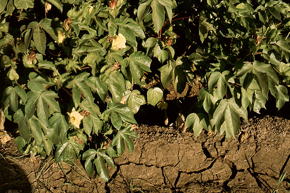 {Gossypium barbadense}