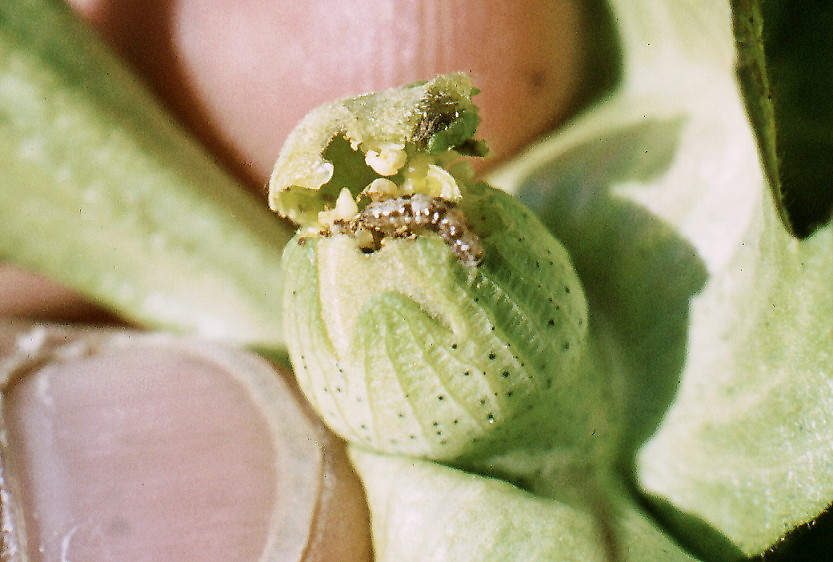 {Heliothis zea first instar}