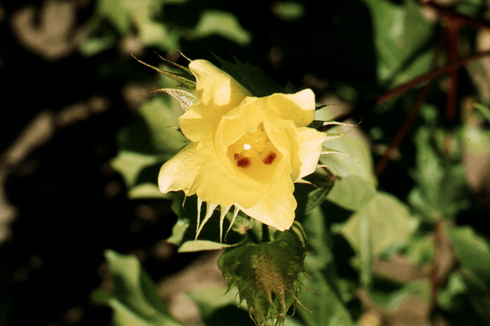 {Gossypium barbadense}