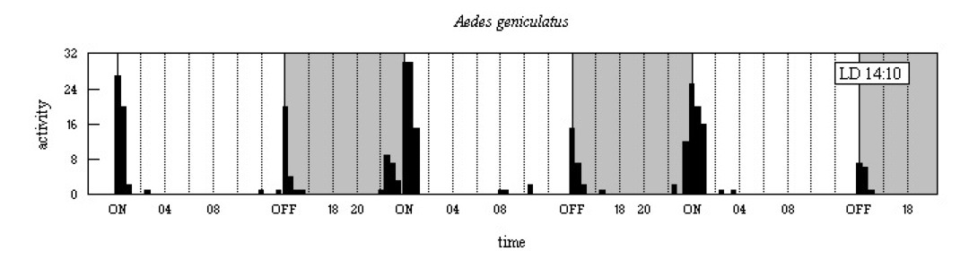Aedes geniculatus
