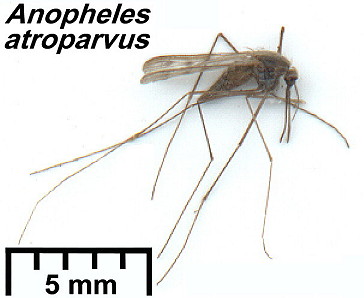 {Anopheles atroparvus}