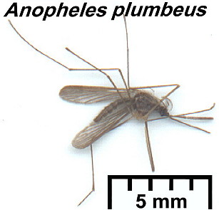{Anopheles plumbeus}