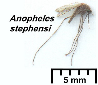 {Anopheles stephensi}