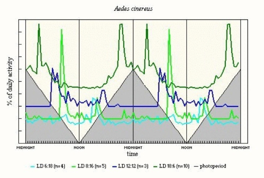 Aedes cinereus
