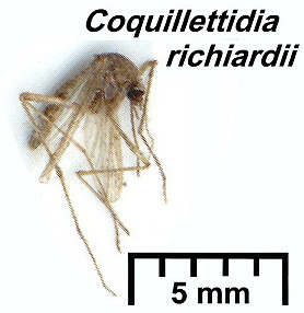 {Coquillettidia richiardii}