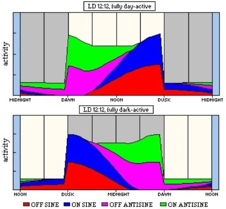 Cumulative Model