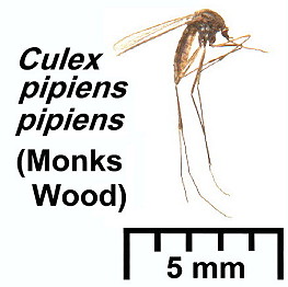 {Culex pipiens pipiens Winter}