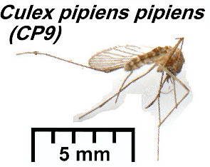 {Culex pipiens pipiens Summer}