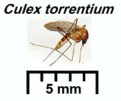 {Culex torrentium}