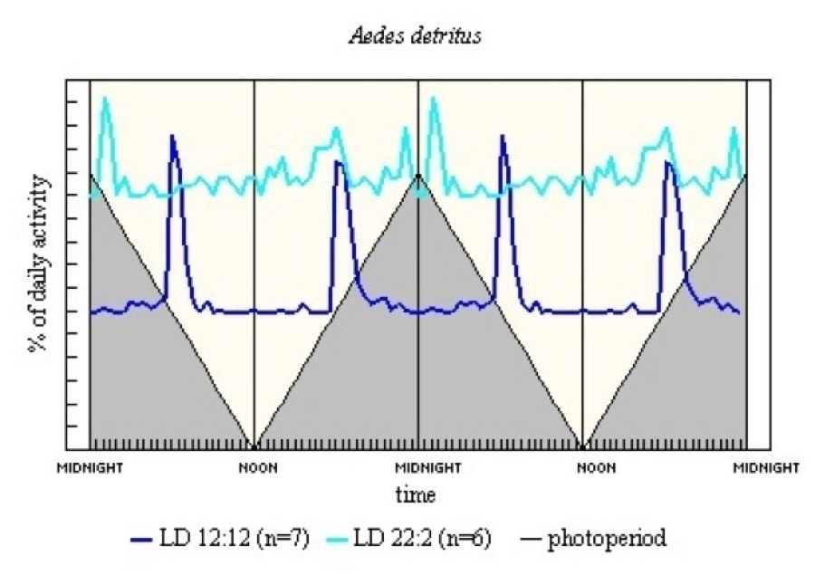 Aedes detritus