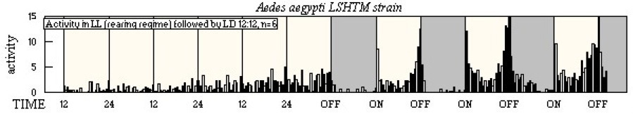Aedes aegypti LSHTM