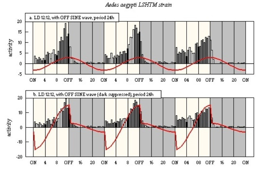 Aedes aegypti LSHTM