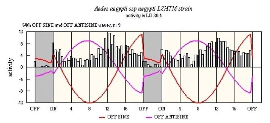 Aedes aegypti LSHTM