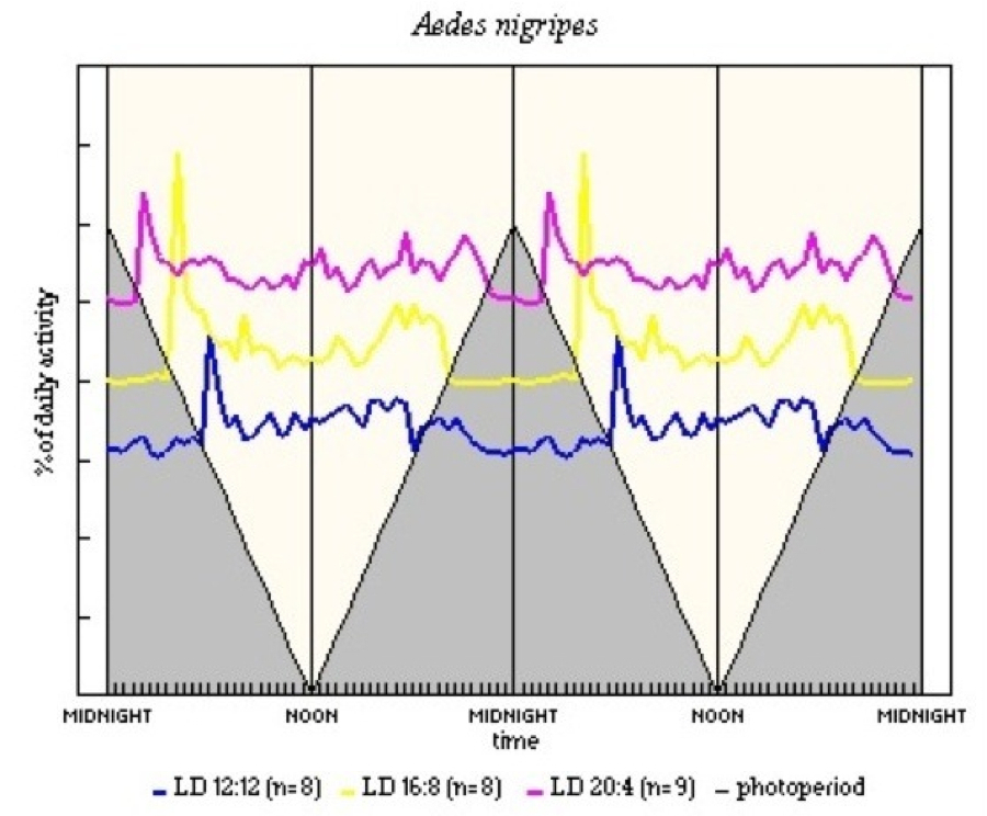 Aedes nigripes