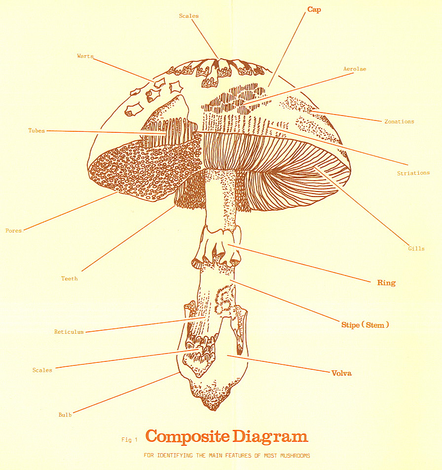 {environment leaflet page 3}