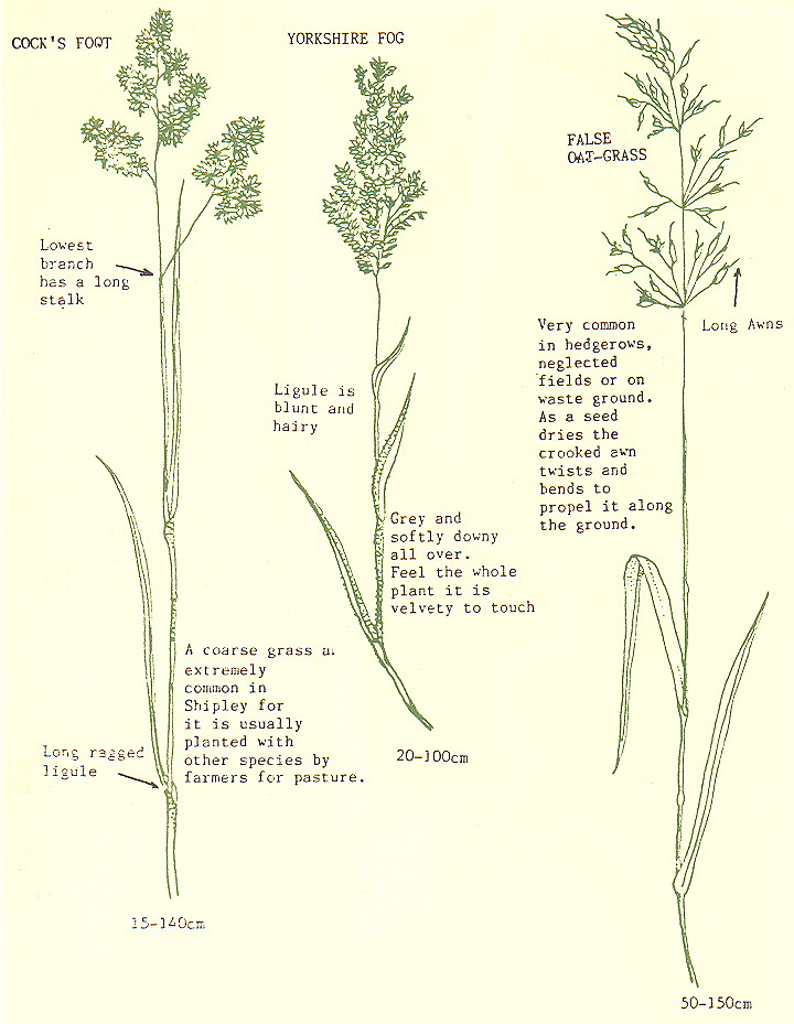 {environment leaflet page 2}