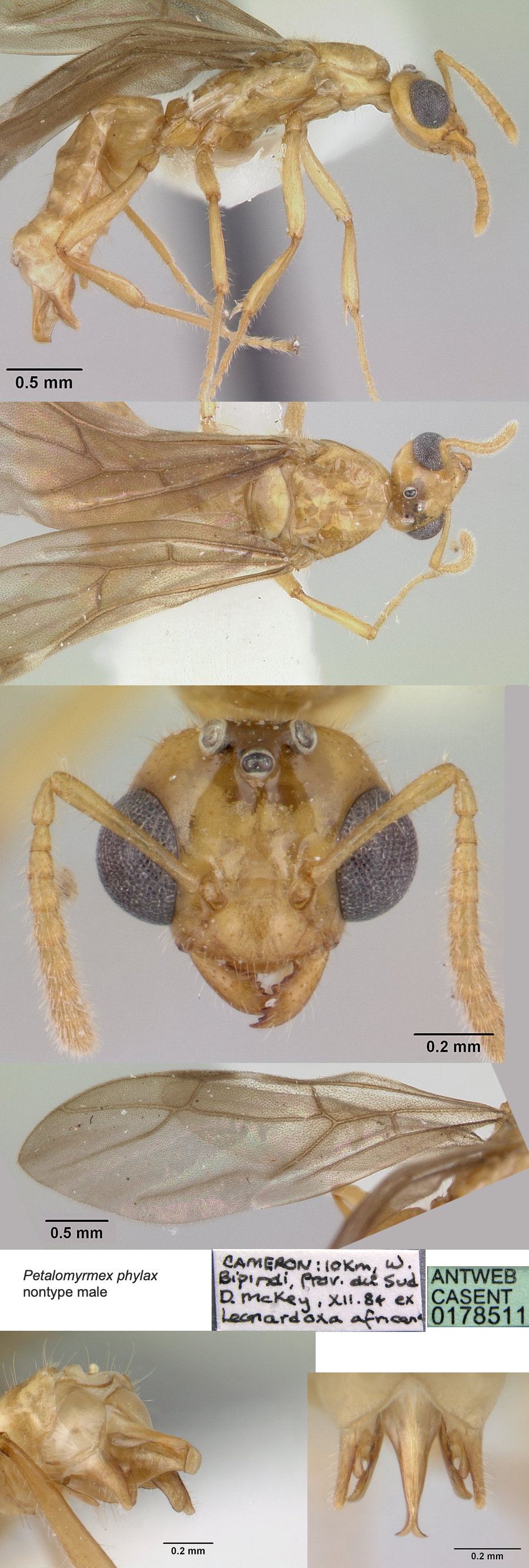 {Petalomyrmex phylax male}