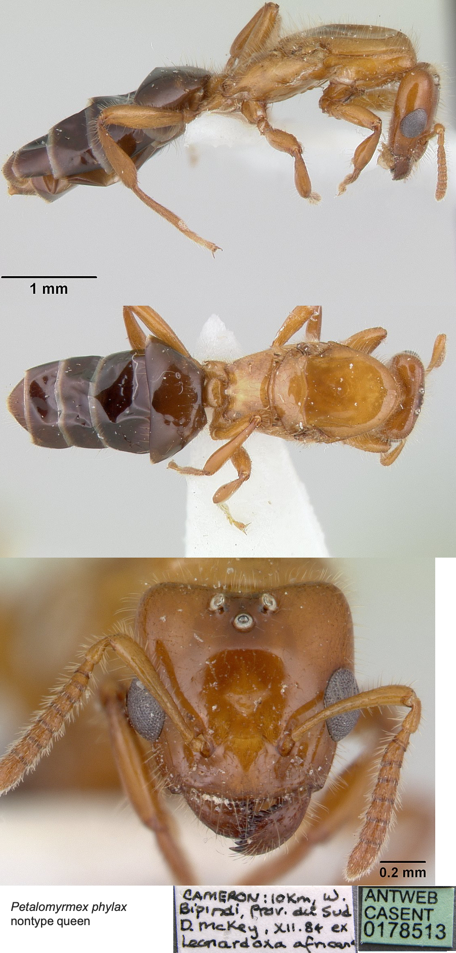 {Petalomyrmex phylax queen}