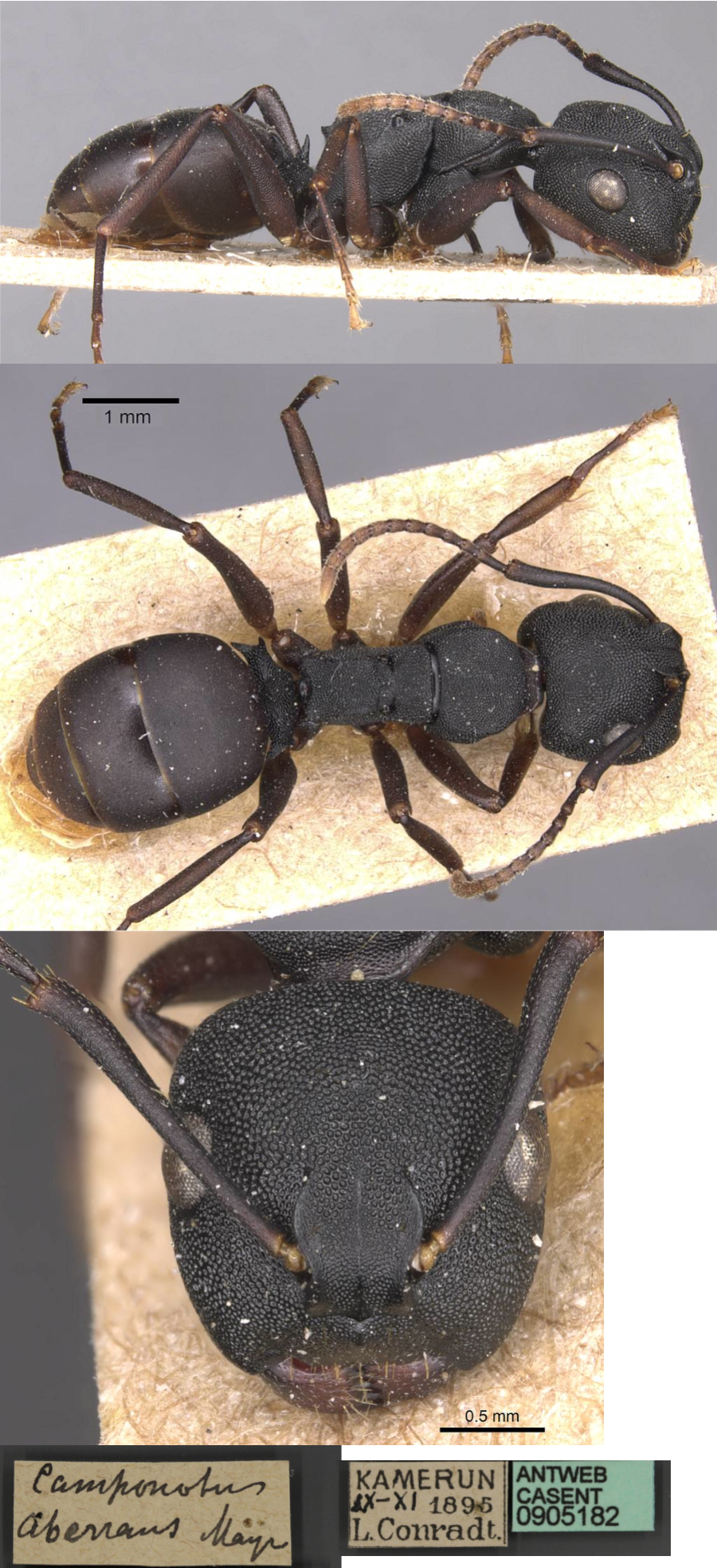 {Phasmomyrmex aberrans