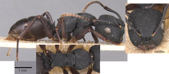 Phasmomyrmex aberrans