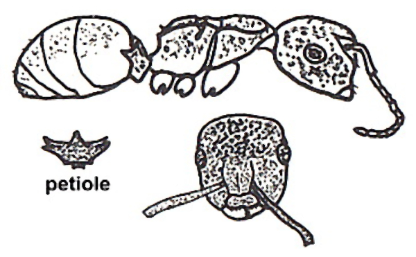 {Phasmomyrmex aberrans}