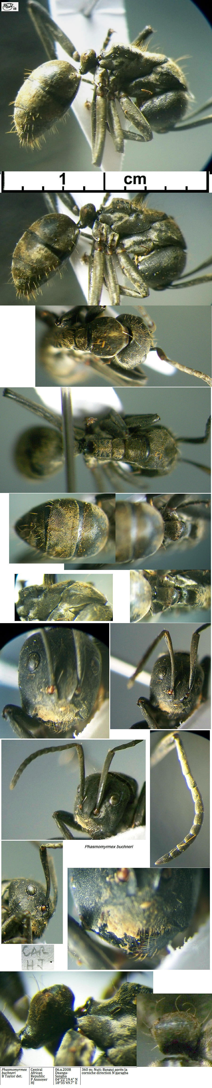 {Phasmomyrmex buchneri}