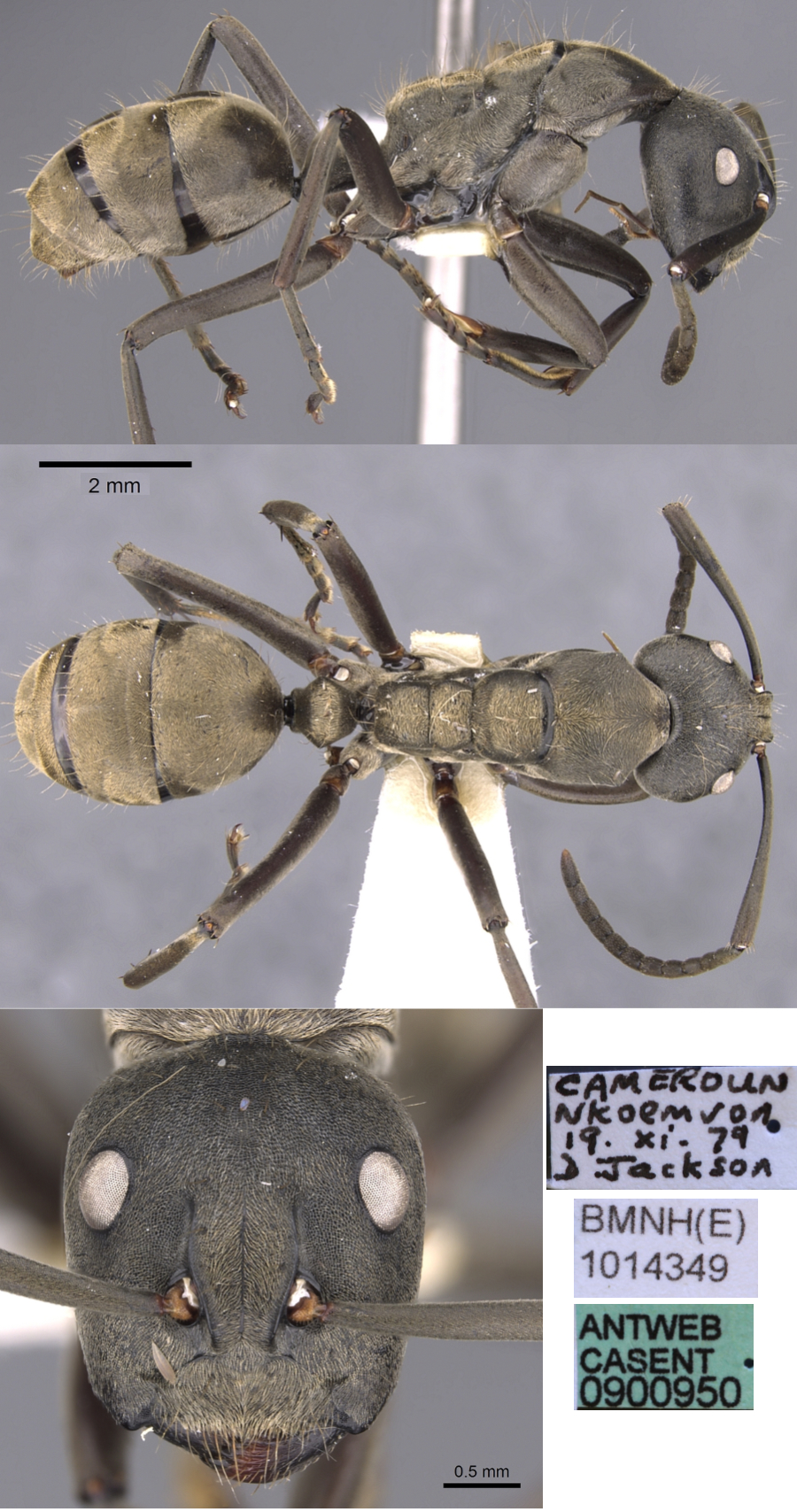 {Phasmomyrmex buchneri