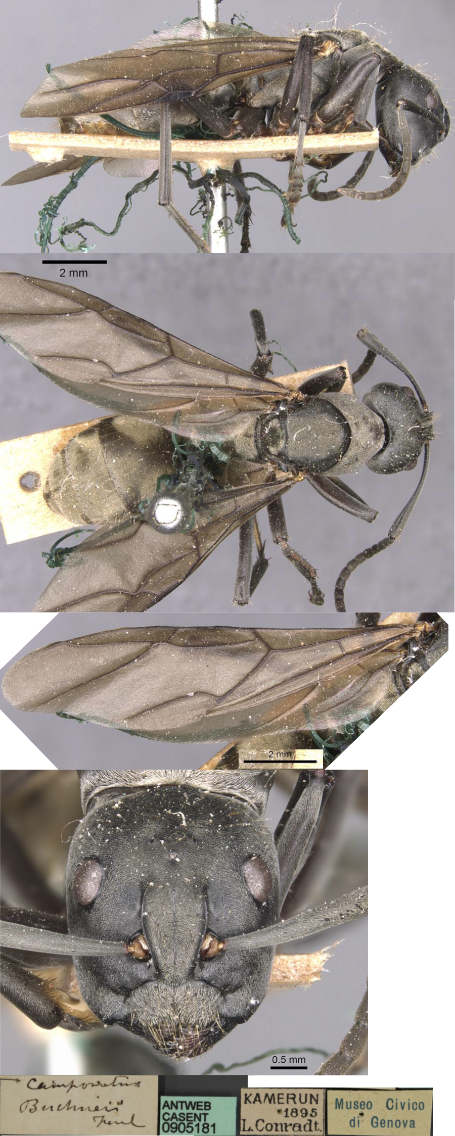 {Phasmomyrmex buchneri queen