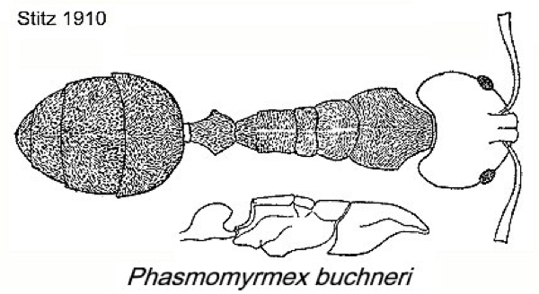 {Phasmomyrmex buchneri}