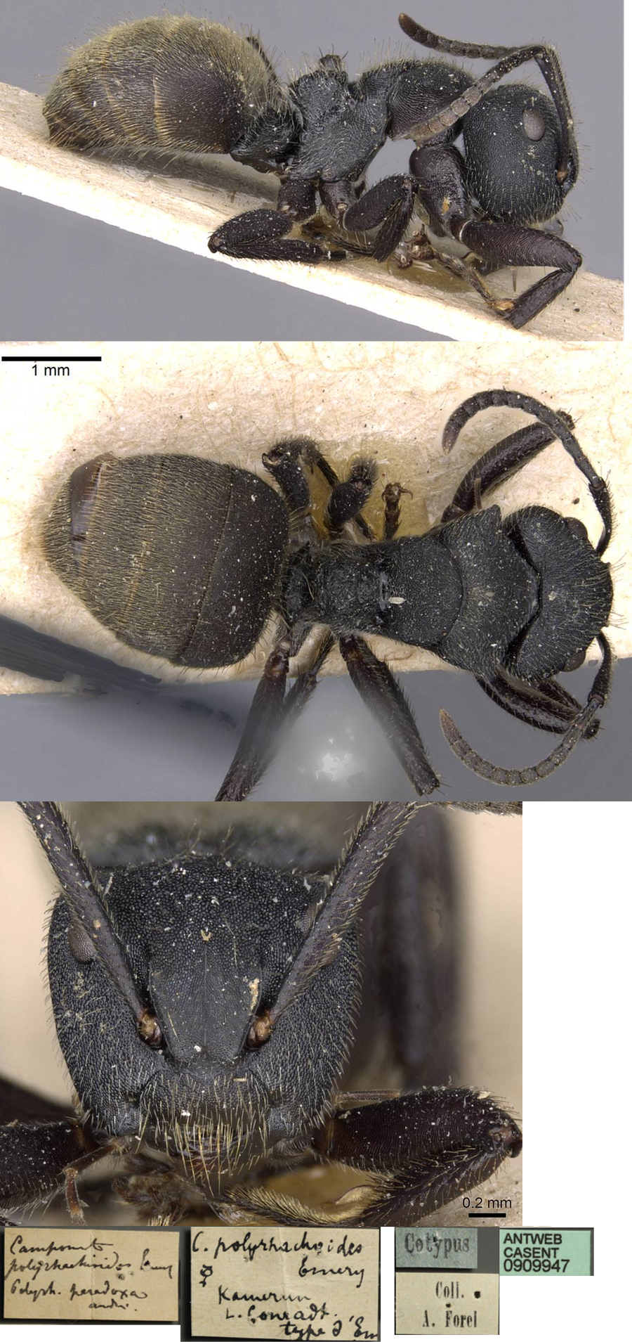 {Phasmomyrmex paradoxus