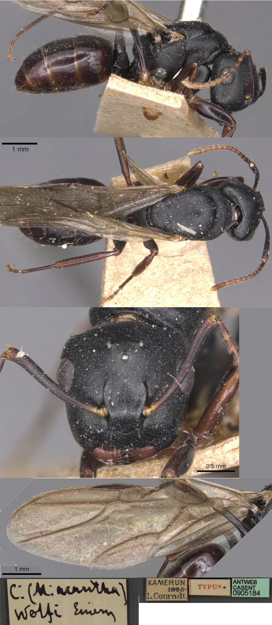 {Phasmomyrmex wolfi queen