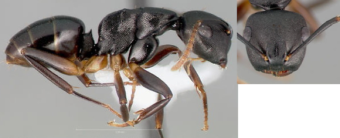 Phasmomyrmex wolfi