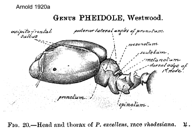{Structural features}