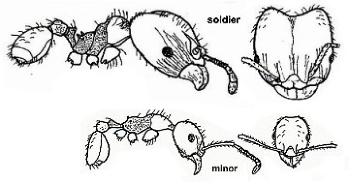 {Pheidole species}