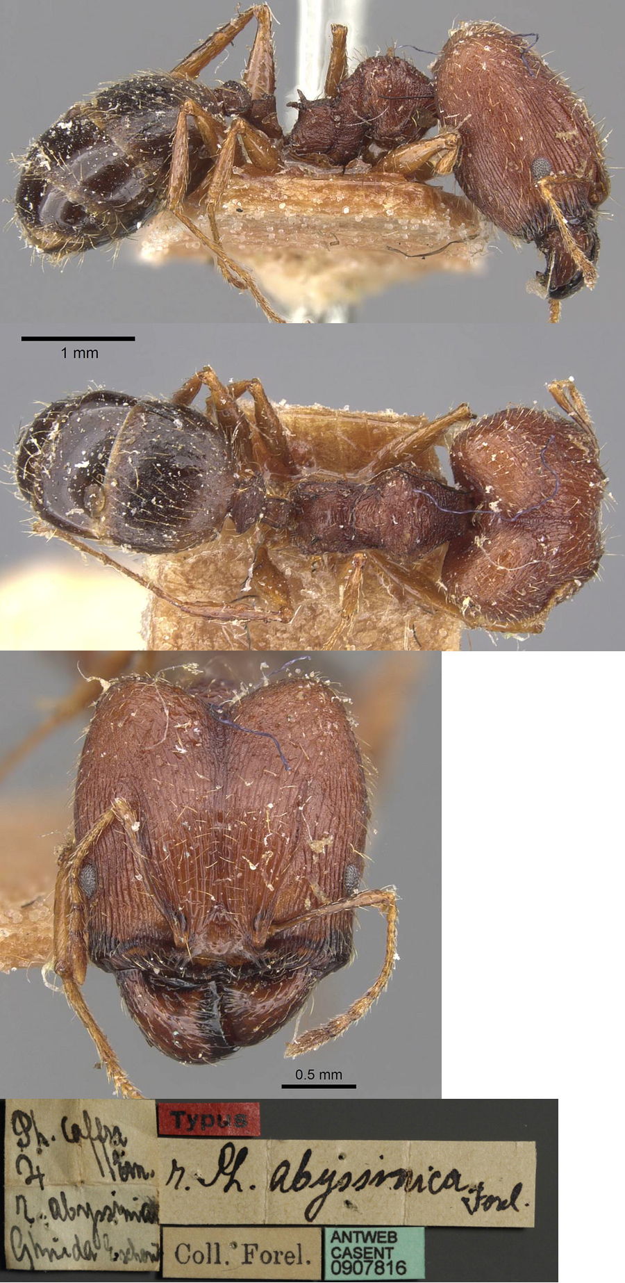 {Pheidole abyssinica} major