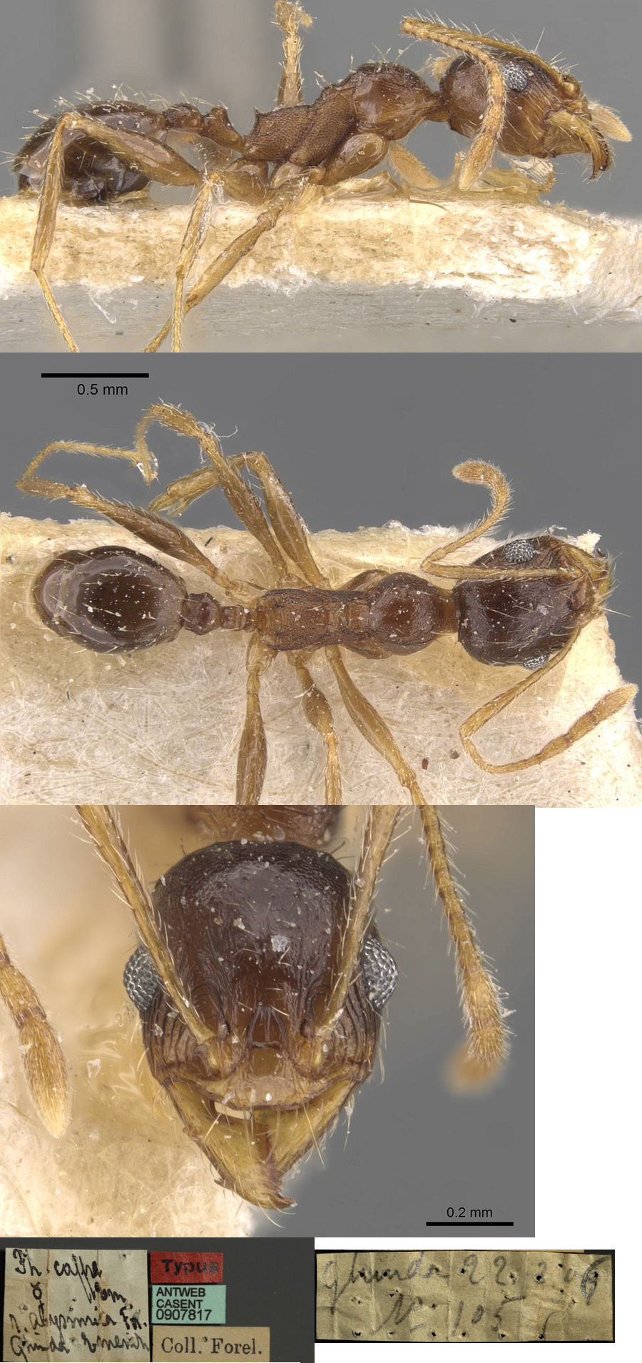 {Pheidole abyssinica minor}