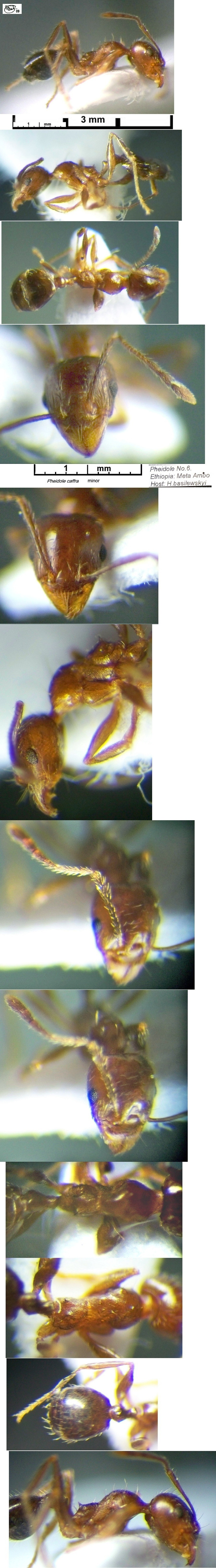 {Pheidole abyssinica minor}