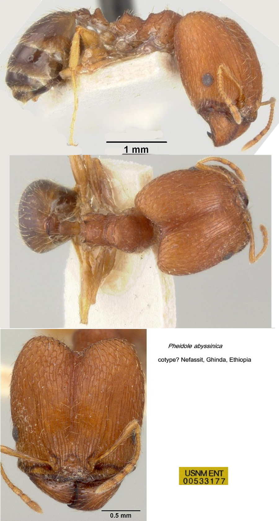 {Pheidole abyssinica major}