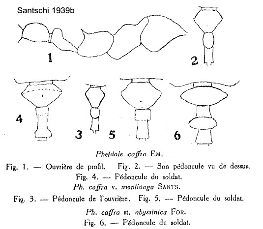 {Pheidole caffra}