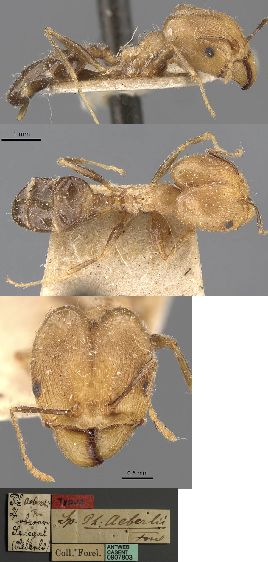 Pheidole aeberlii major